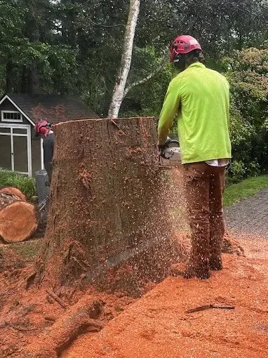 Taking a big fir stump down