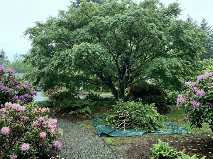 Tree & Shrub Pruning