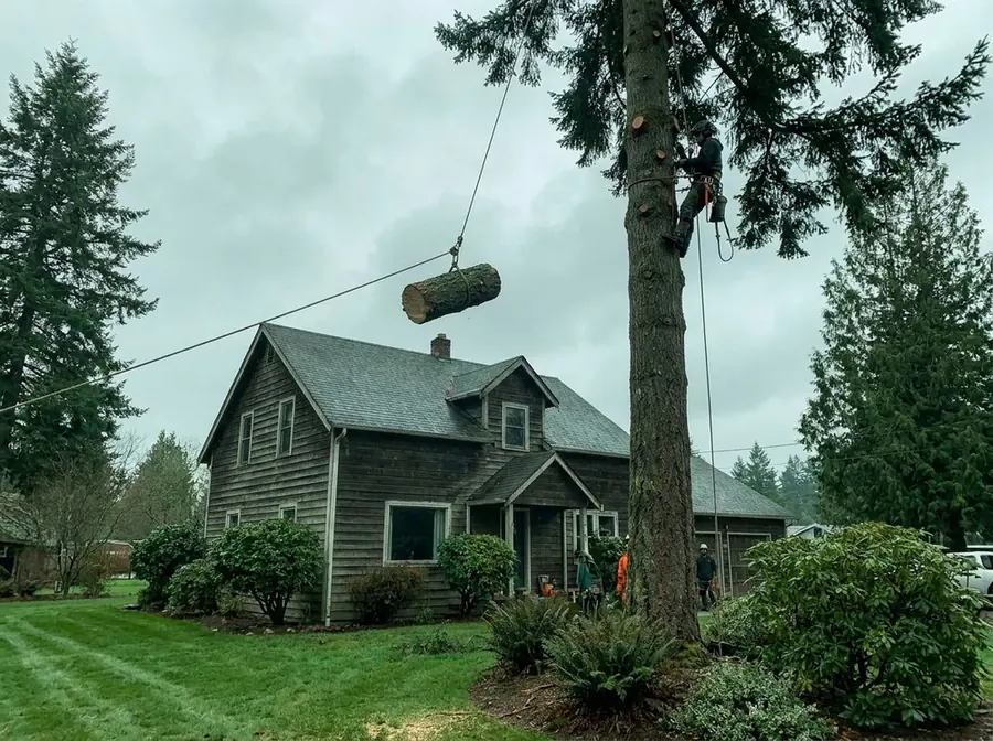 Tree Removal