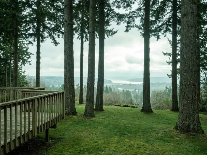 Wind Thinning & View Clearing